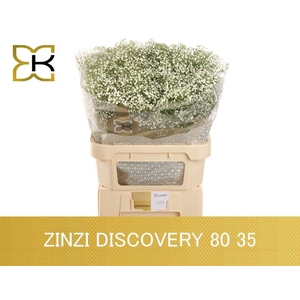 GYPS PA ZI DISCOVERY