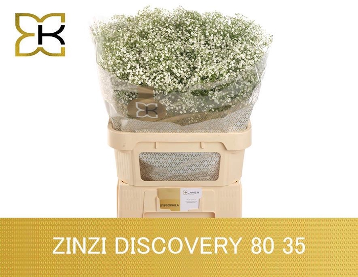 <h4>Gypsophila pan Zinzi Discovery</h4>