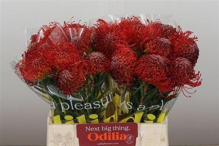 <h4>Leuco Co Succession</h4>