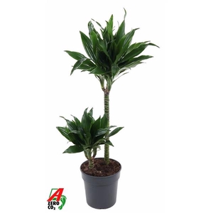 Dracaena fra Compacta Grp 'Green Jewel'