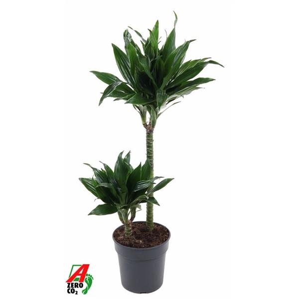 <h4>Dracaena fra Compacta Grp 'Green Jewel'</h4>