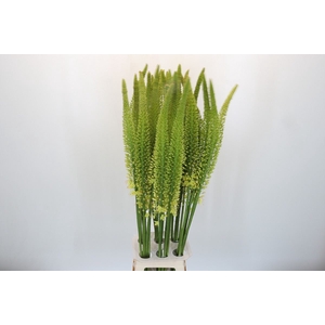 Eremurus  'Yellow Rebel'