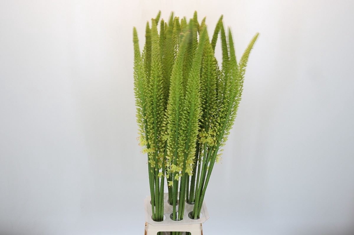 <h4>Eremurus  'Yellow Rebel'</h4>