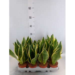 Sansevieria trifa. 'Futura Superba'