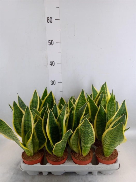 <h4>Sansevieria trifa. 'Futura Superba'</h4>