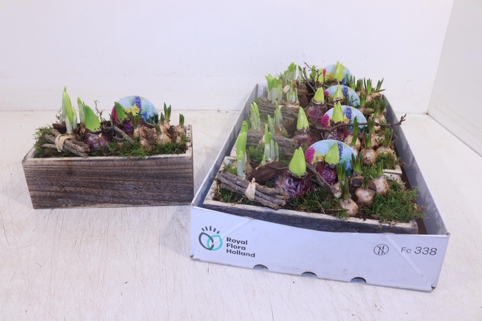 <h4>ARR BOL KNOLGEWAS</h4>