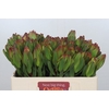 Leucadendron Laurel Yellow