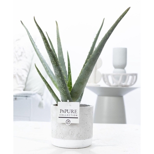 Aloe Vera in P&PURE Jade ceramics