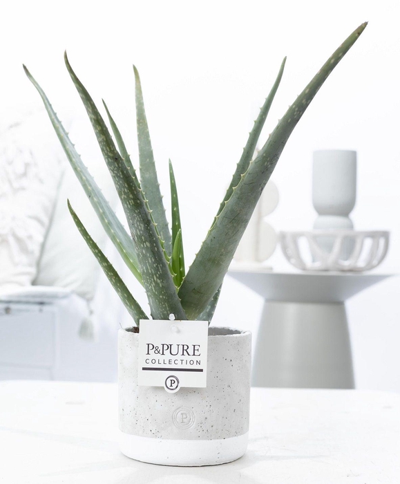 <h4>Aloe Vera in P&PURE Jade ceramics</h4>