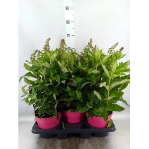 Buddleja davidii 'Butterf C'  ..mix