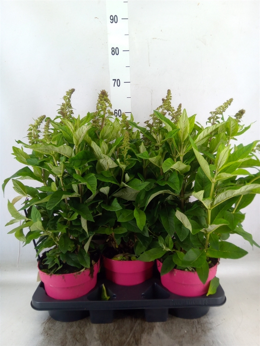 <h4>Buddleja davidii 'Butterf C'  ..mix</h4>