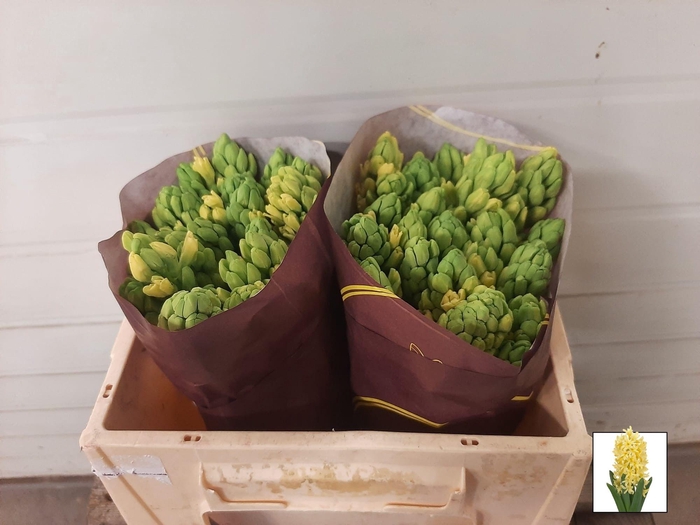 <h4>HYAC YELLOWSTONE</h4>