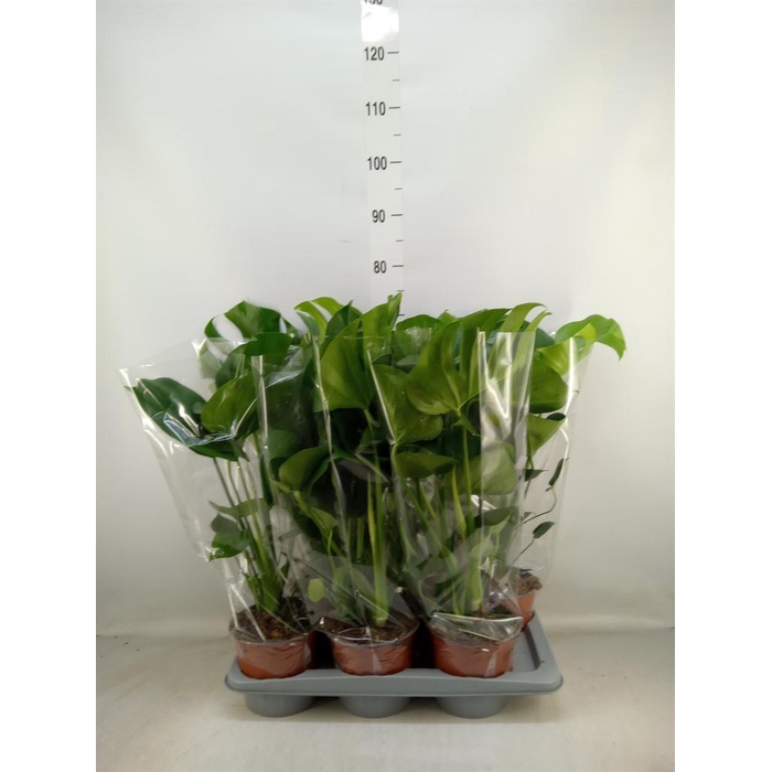 <h4>Monstera delic.</h4>