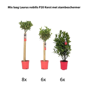 Mix laag Laurus nobilis P20 kerst met stambeschermer