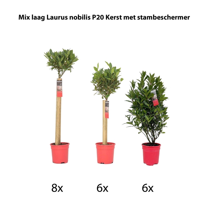 <h4>Mix laag Laurus nobilis P20 kerst met stambeschermer</h4>