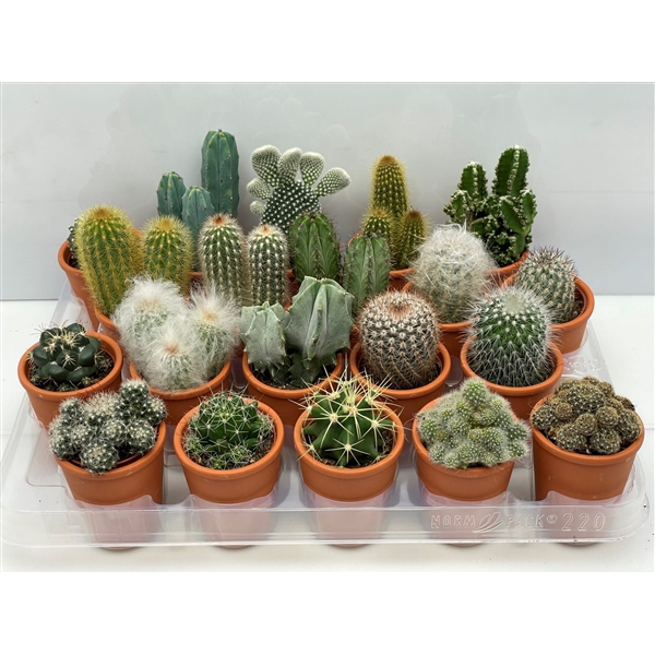 <h4>116 Rozenpot cactus 5,5 cm</h4>