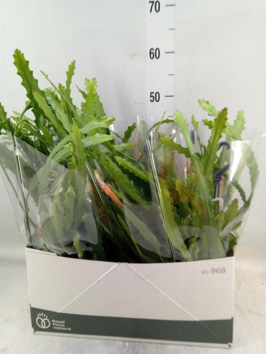 <h4>Epiphyllum   ...</h4>