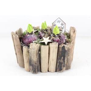 arr4 Hyacint JS - Drijfhout ovaal x3