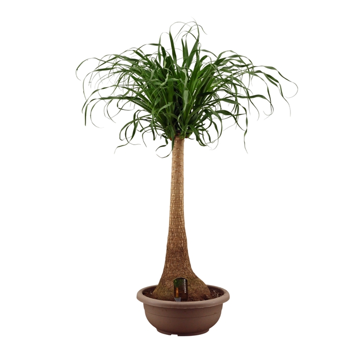 Beaucarnea recht compact 40 cm