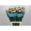 Ranunculus Butterfly Ariadne