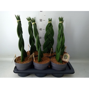 Sansevieria cyl.  ...