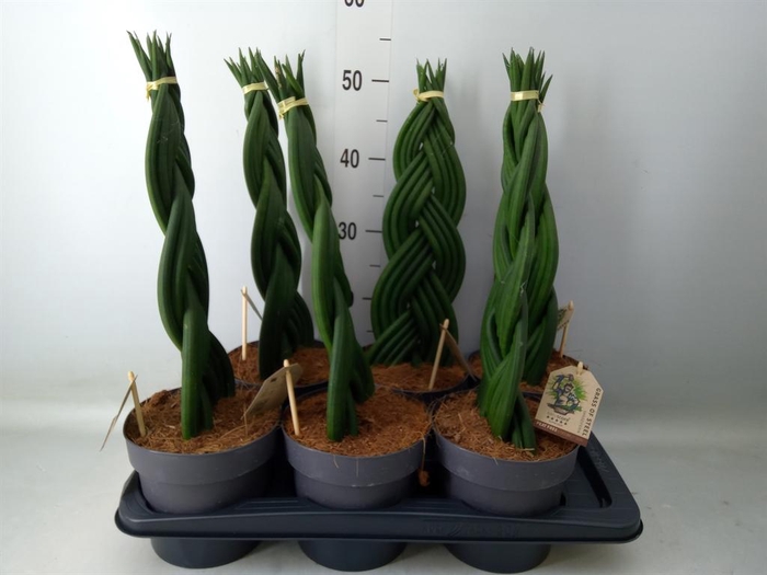 <h4>Sansevieria cyl.  ...</h4>