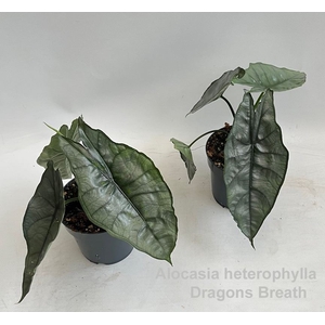Alocasia