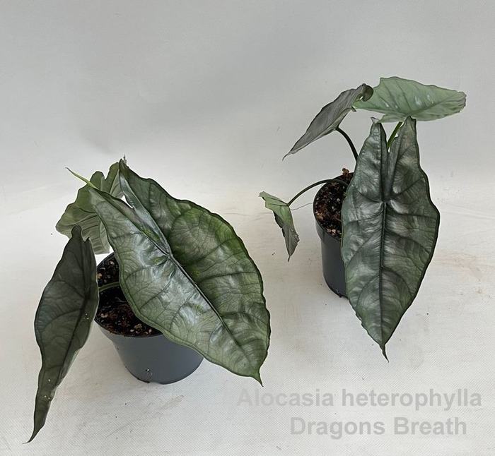 <h4>Alocasia</h4>