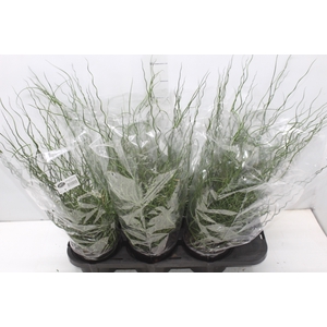 JUNCUS SPIRALIS P15