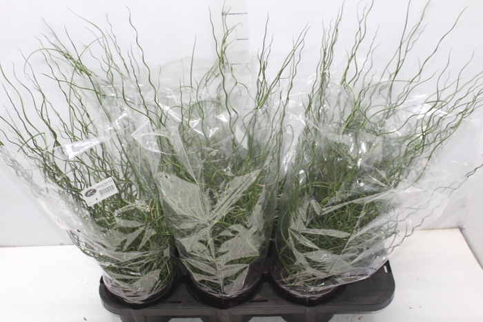 <h4>JUNCUS SPIRALIS P15</h4>