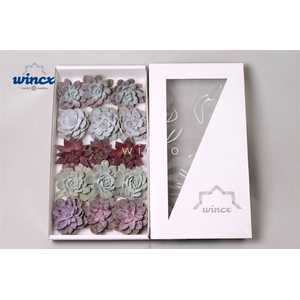 Echeveria Love Mix (wincx) Cutfl (5 Spcs) Wincx-10