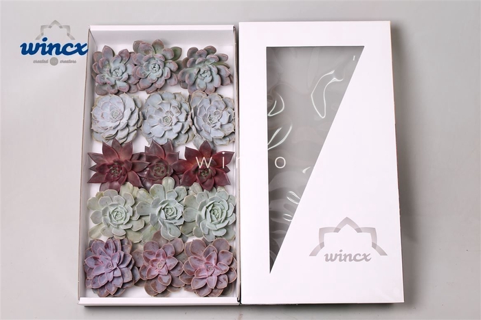 <h4>Echeveria Love Mix (wincx) Cutfl (5 Spcs) Wincx-10</h4>