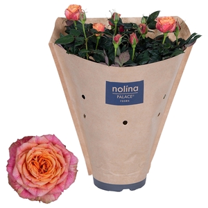 Nolina Roses Ø 17 cm Orange Kraft hoes
