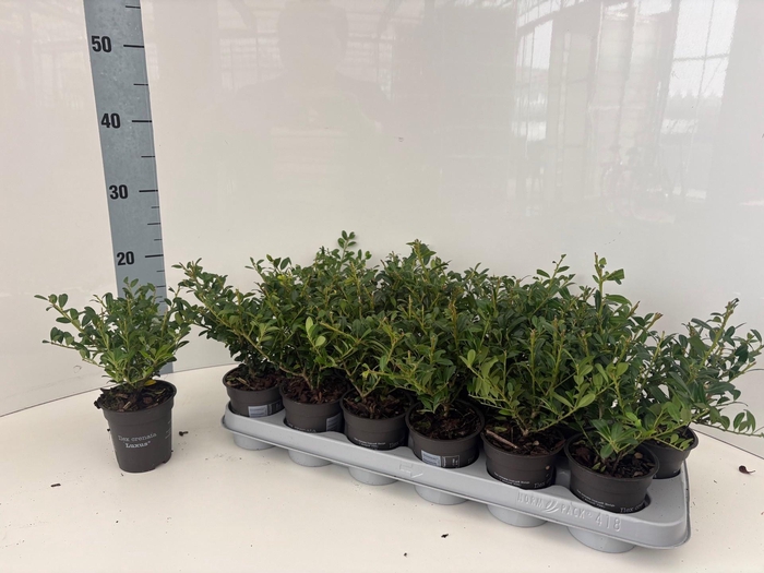 <h4>ILEX CRENATA</h4>