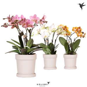 Kolibri Orchids Phalaenopsis Jewel mix in Flower pot sand