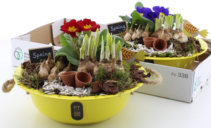 <h4>ARR PL IN SCHAAL</h4>