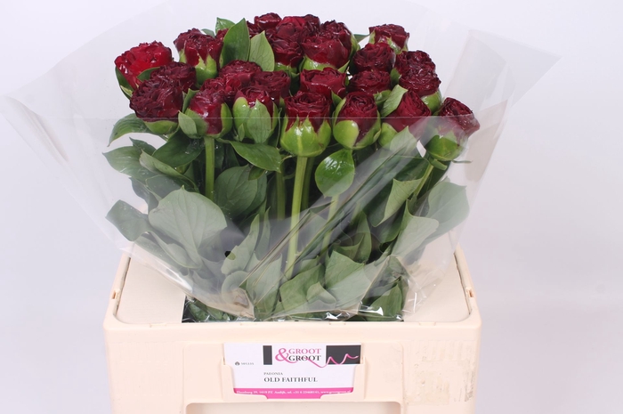 <h4>Paeonia Ole Faithful | Heavy Quality</h4>