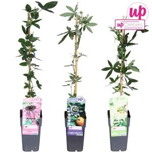 Passiflora mix tray P15