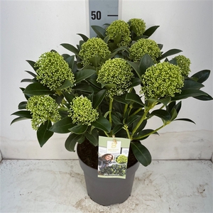 Skimmia White Globe 10+ (2-jarig)