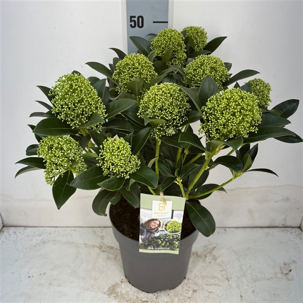 <h4>Skimmia White Globe 10+ (2-jarig)</h4>