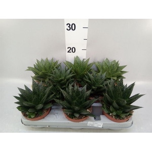 Aloe   ...mix