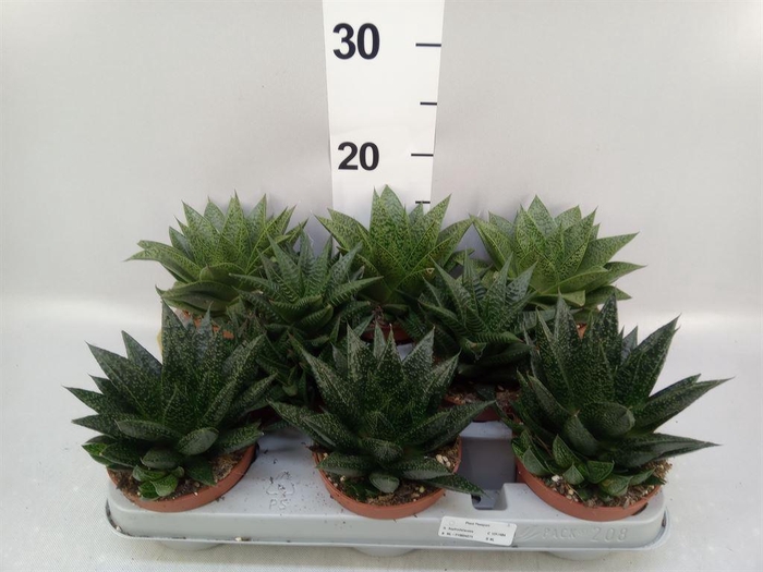 <h4>Aloe   ...mix</h4>