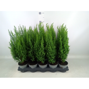 Chamaecyparis laws. 'Ellwoodii'