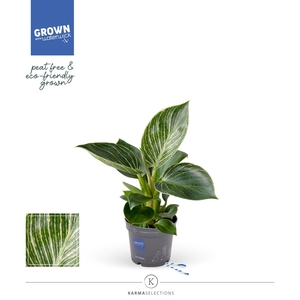 Philodendron - KARMA White Stripe | Veenvrij | 9cm