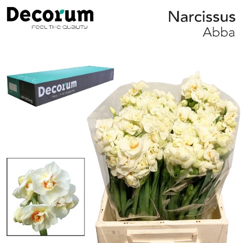 <h4>Narcissus Abba Small Box 100</h4>