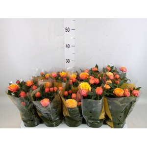 Rosa  'Adele Kordana Grande'