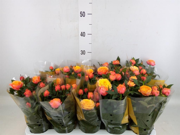 <h4>Rosa  'Adele Kordana Grande'</h4>