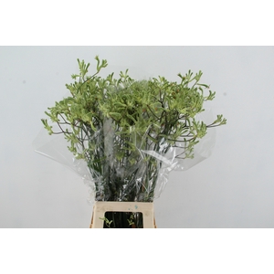 ANIGOZ NIRVANA 80CM