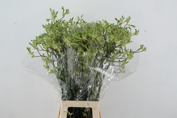 <h4>ANIGOZ NIRVANA 80CM</h4>