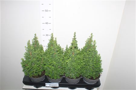 <h4>Cham Th Top Point</h4>